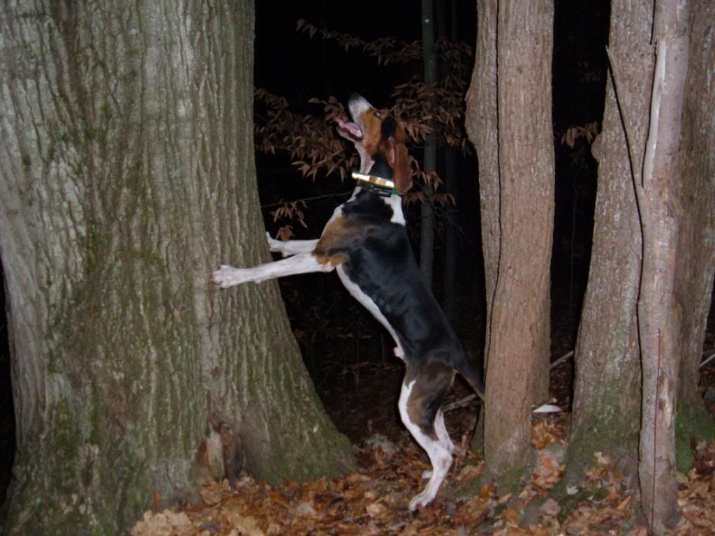 1024x768px Coon Hunting Wallpaper - WallpaperSafari